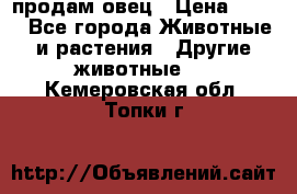  продам овец › Цена ­ 100 - Все города Животные и растения » Другие животные   . Кемеровская обл.,Топки г.